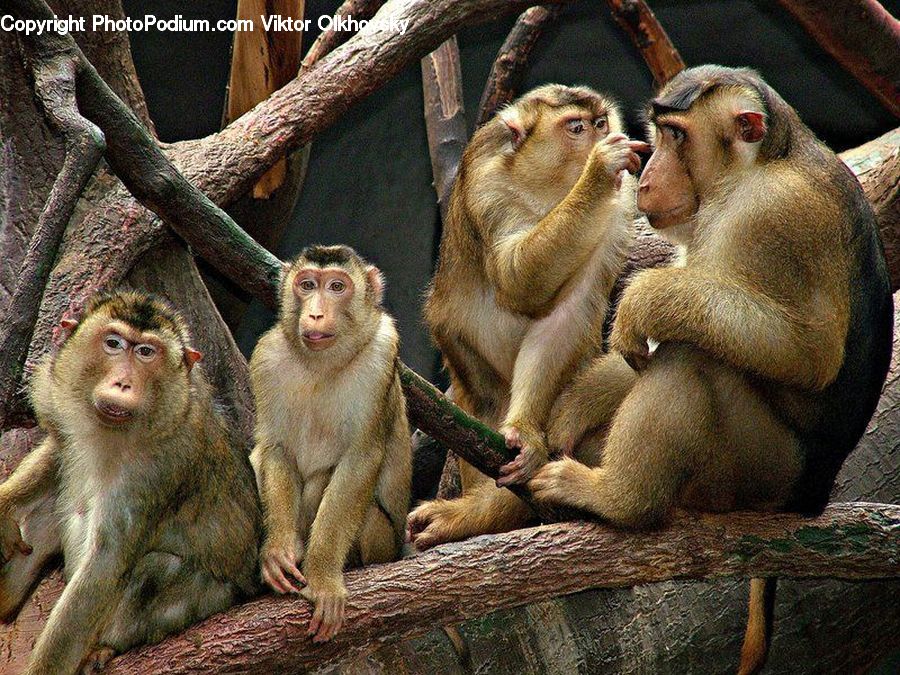 Animal, Mammal, Monkey, Baboon, Zoo, Plant, Tree