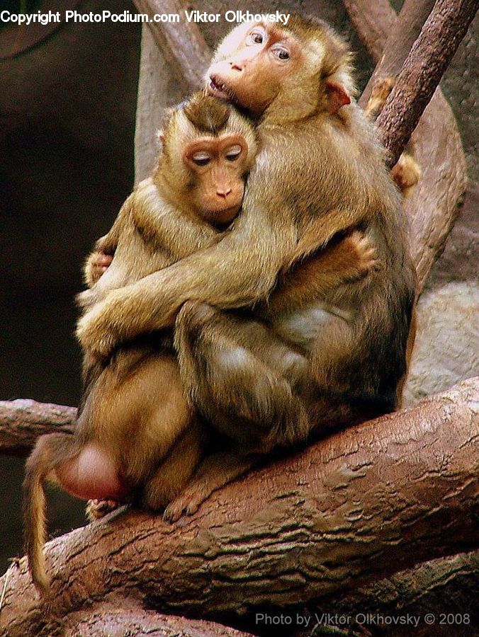 Animal, Mammal, Monkey