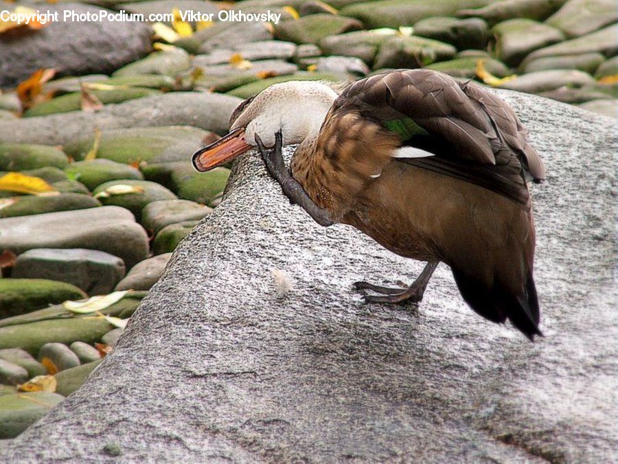 Bird, Waterfowl, Duck, Teal, Goose, Animal, Zoo