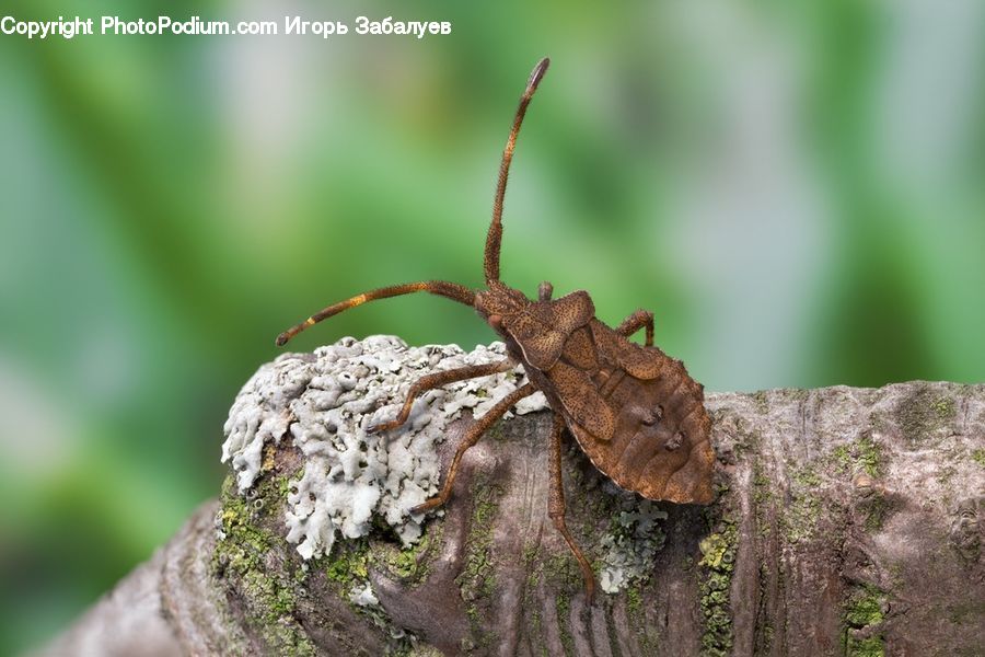 Cricket Insect, Grasshopper, Insect, Invertebrate, Arachnid, Garden Spider, Spider