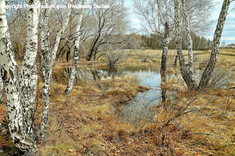 Land, Marsh, Outdoors, Swamp, Water, Birch, Tree