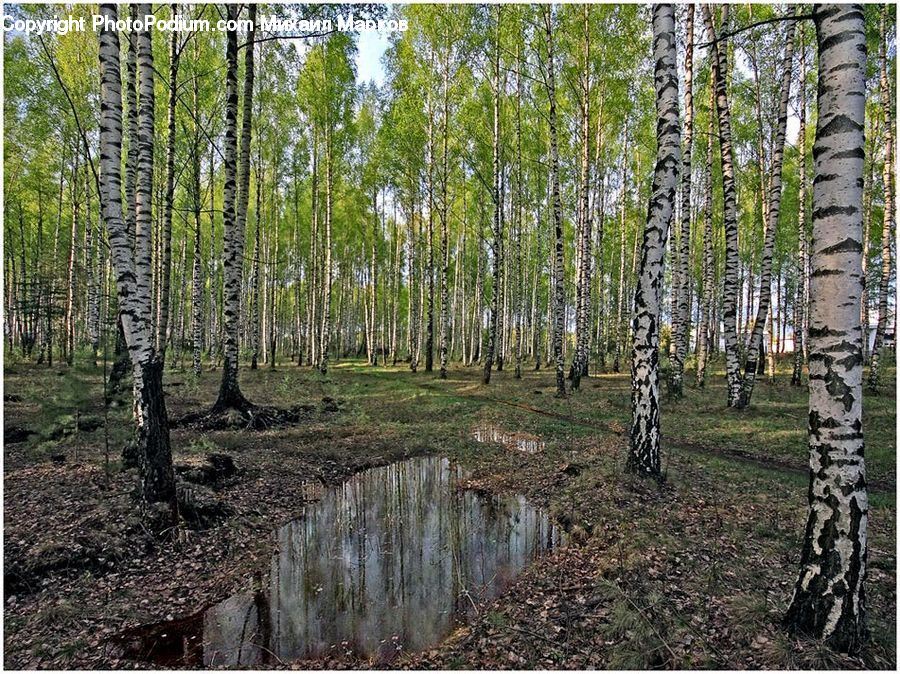 Birch, Tree, Wood, Forest, Vegetation