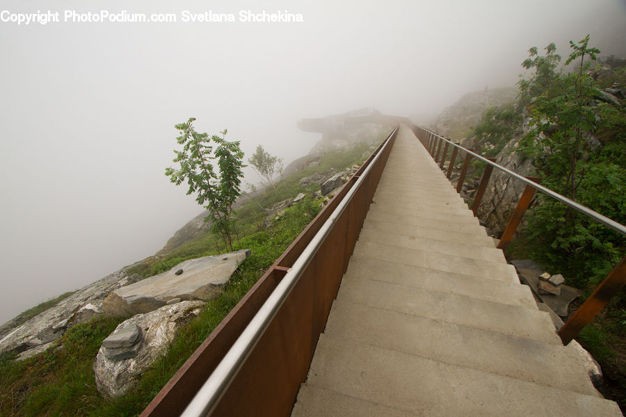 Boardwalk, Deck, Path, Sidewalk, Walkway, Conifer, Fir