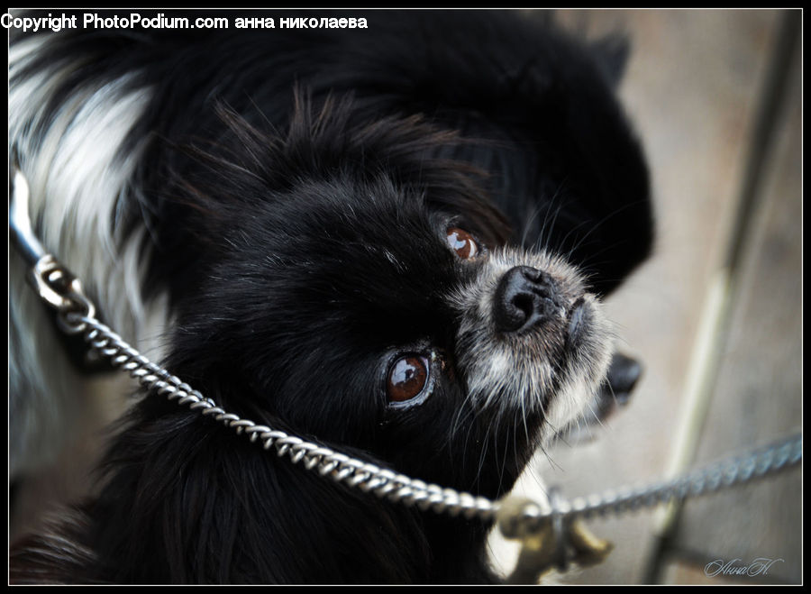 Affenpinscher, Animal, Canine, Dog, Mammal, Pet