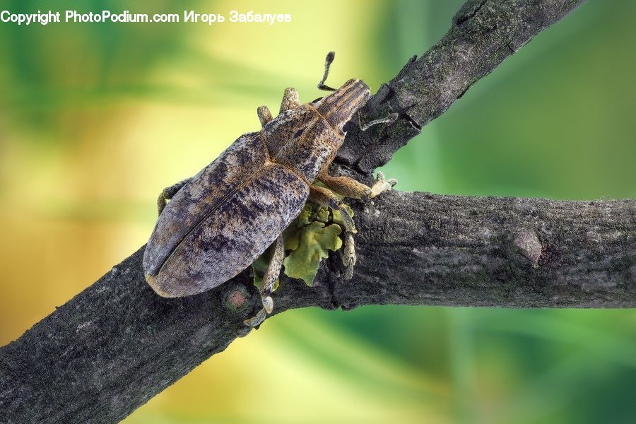 Cricket Insect, Grasshopper, Insect, Invertebrate, Iguana, Lizard, Reptile