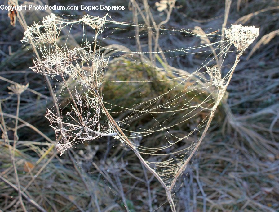 Field, Grass, Grassland, Plant, Vegetation