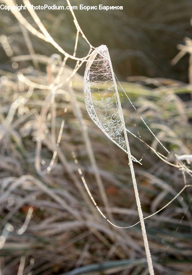 Frost, Ice, Outdoors, Snow, Field, Grass, Grassland
