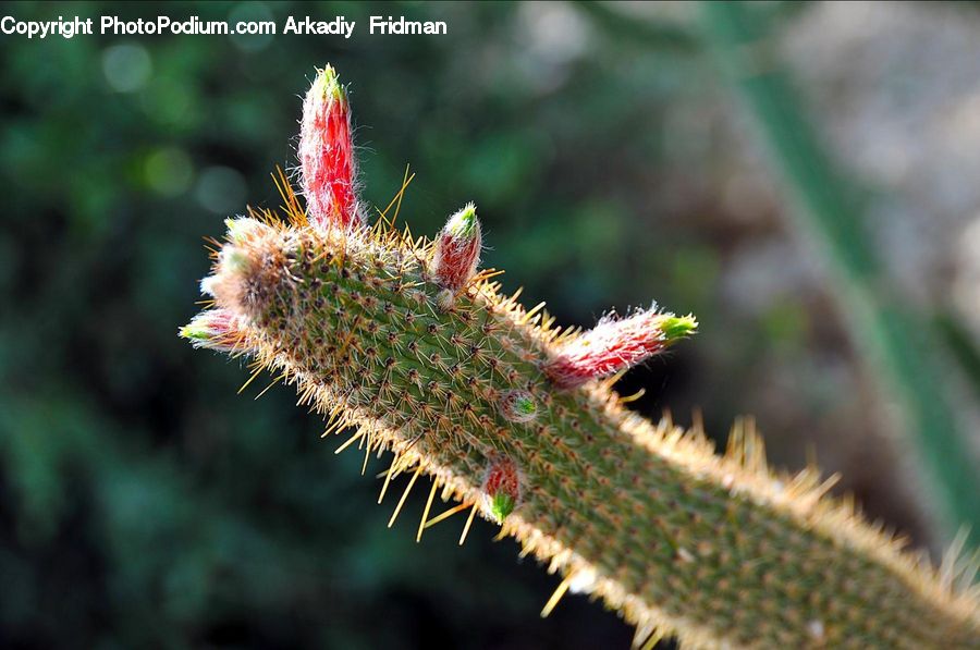 Aloe, Plant, Blossom, Flora, Flower, Cactus, Conifer