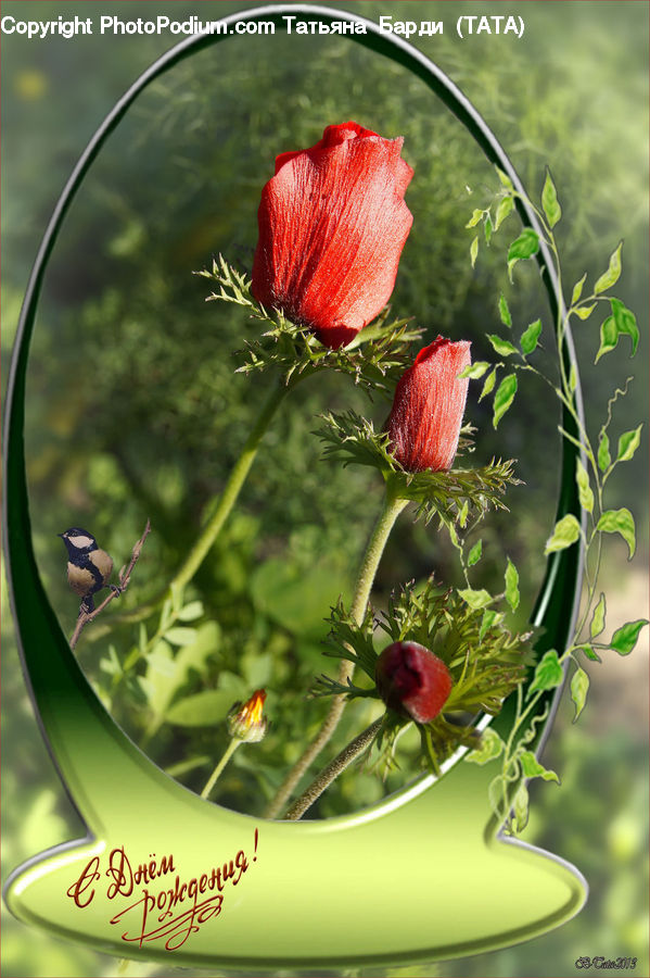 Blossom, Flora, Flower, Plant, Poppy, Floral Design, Flower Arrangement
