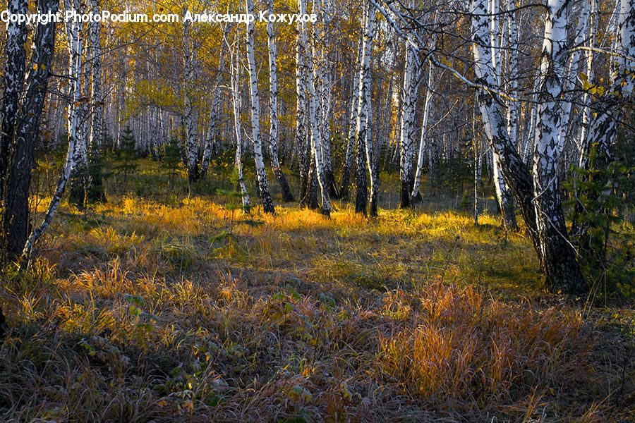Birch, Tree, Wood, Forest, Vegetation, Field, Grass