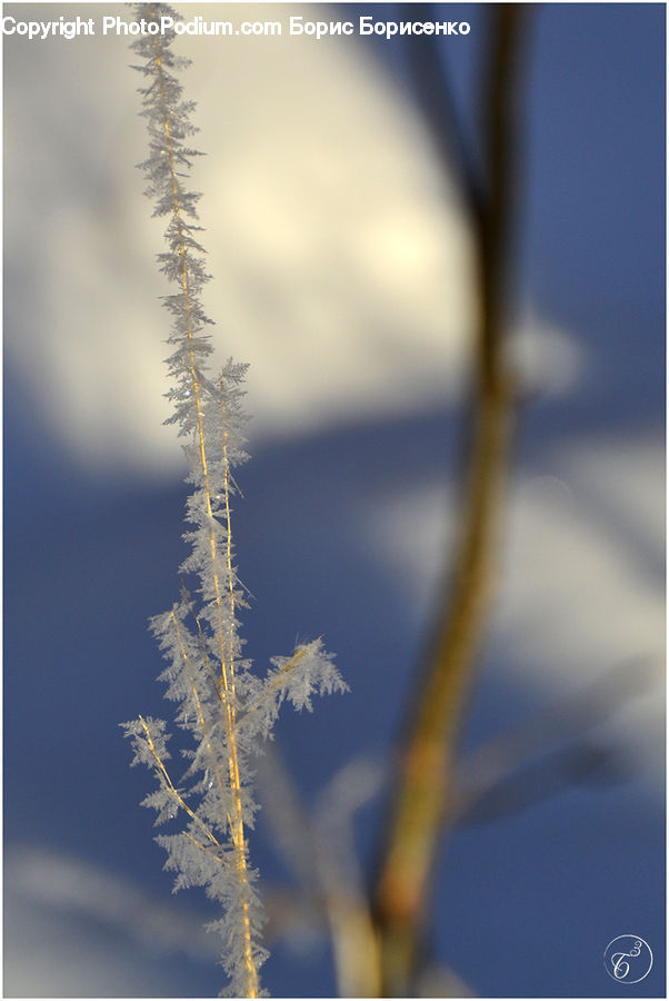 Ice, Icicle, Snow, Winter, Conifer, Fir, Plant