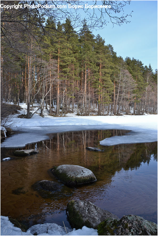Forest, Grove, Land, Vegetation, Outdoors, Pond, Water