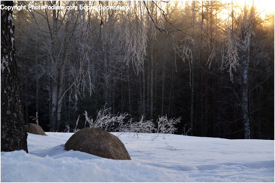 Ice, Outdoors, Snow, Forest, Vegetation, Landscape, Nature