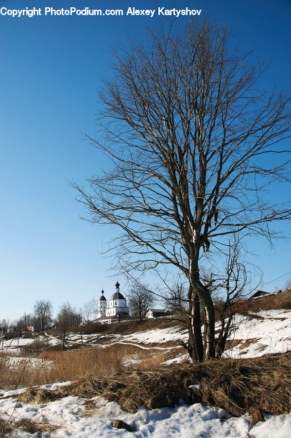 Outdoors, Plateau, Oak, Tree, Wood, Plant, Birch