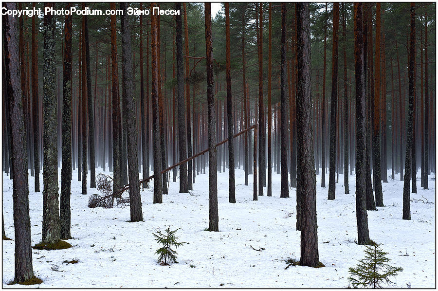 Ice, Outdoors, Snow, Forest, Vegetation, Plant, Tree
