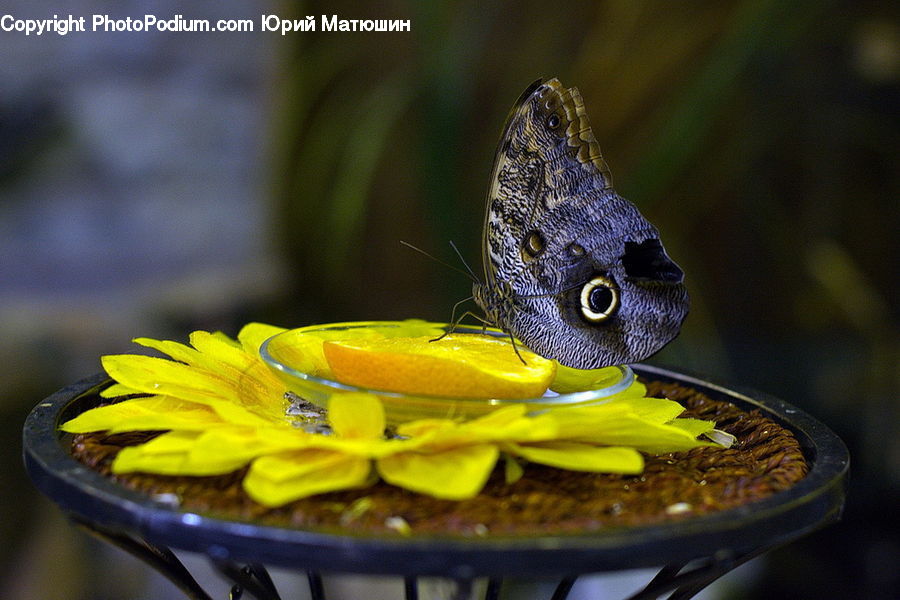 Amphibian, Frog, Wildlife