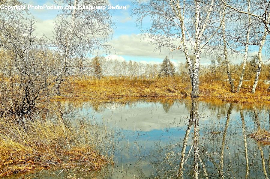 Land, Marsh, Outdoors, Swamp, Water, Field, Grass