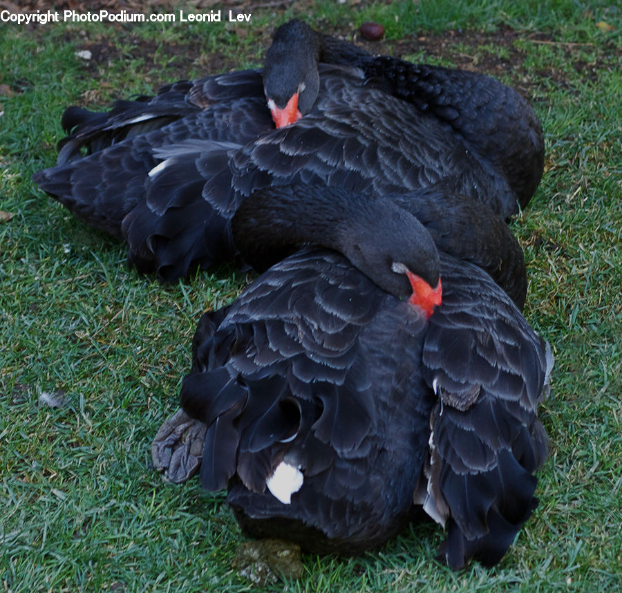 Bird, Black Swan, Swan, Waterfowl, Chicken, Fowl, Hen