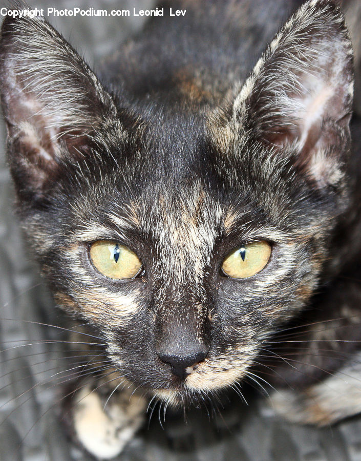 Animal, Cat, Mammal, Manx, Pet, Kitten