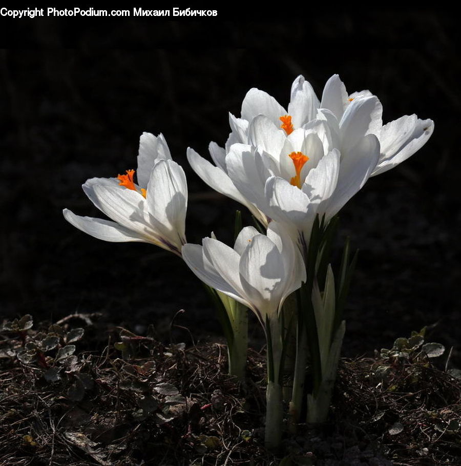 Blossom, Crocus, Flora, Flower, Plant, Daffodil, Amaryllidaceae