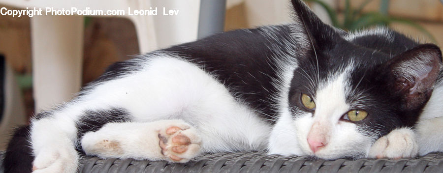 Animal, Cat, Mammal, Manx, Pet