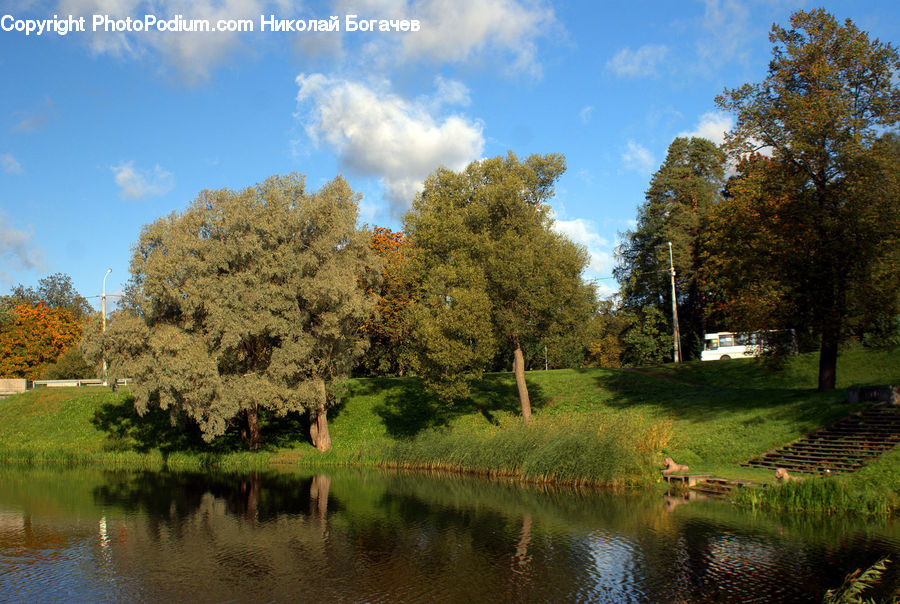 Outdoors, Pond, Water, Blossom, Flora, Flower, Plant