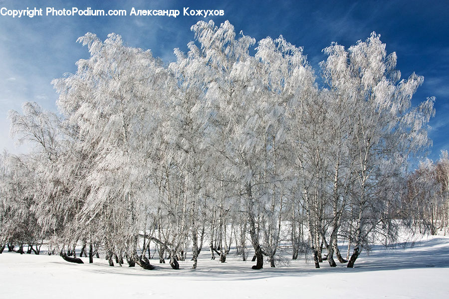 Birch, Tree, Wood, Frost, Ice, Outdoors, Snow