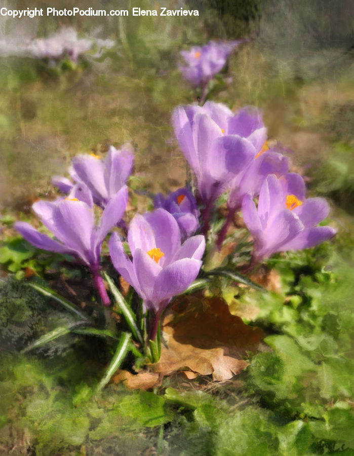 Blossom, Crocus, Flora, Flower, Plant, Pollen, Violet