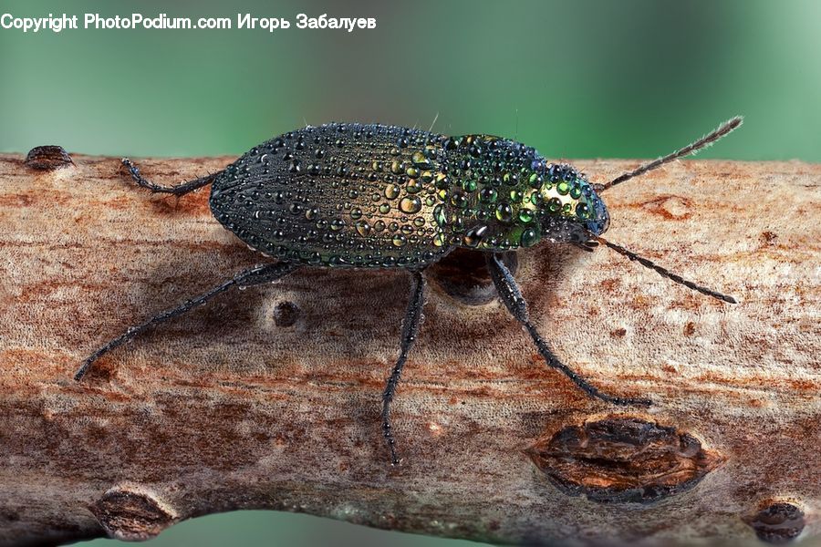 Cockroach, Insect, Invertebrate, Dung Beetle, Asilidae