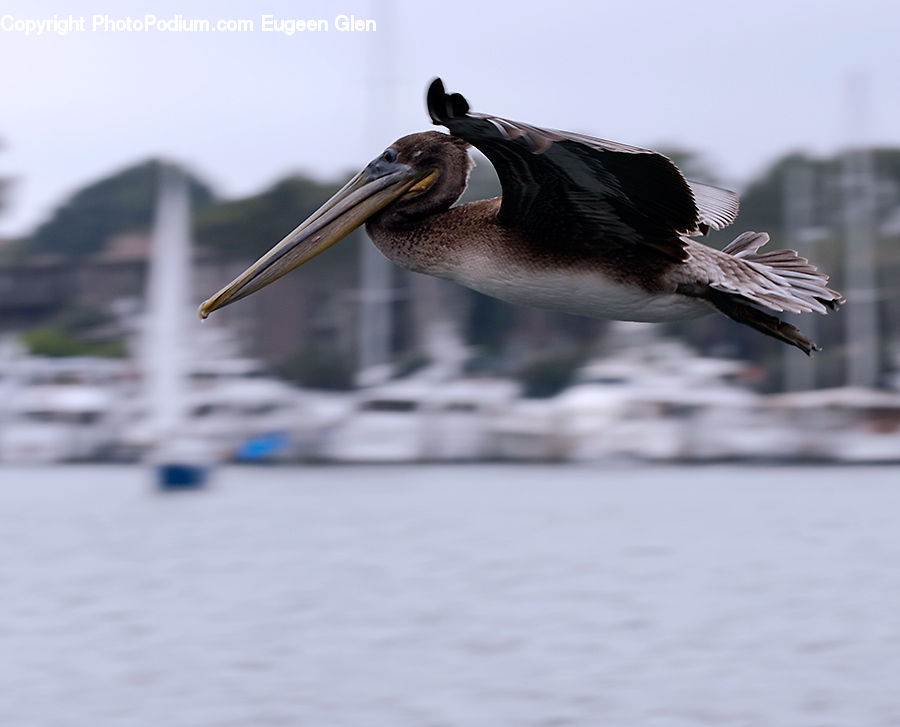 Bird, Booby, Beak, Pelican