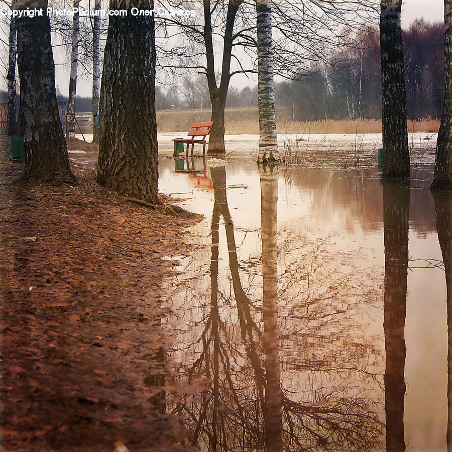 Flood, Oak, Tree, Wood, Plant, Tree Trunk, Water