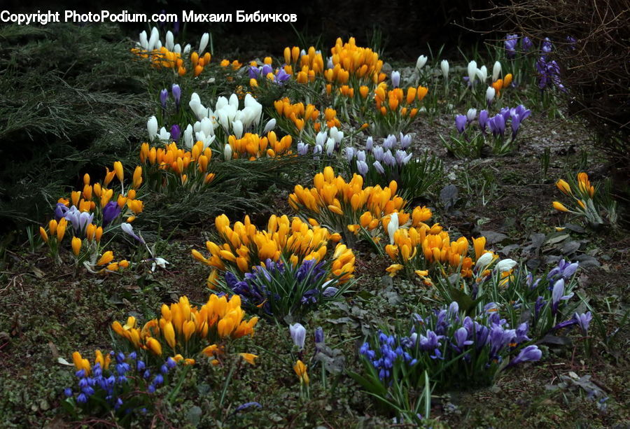 Blossom, Crocus, Flora, Flower, Plant, Tulip, Iris