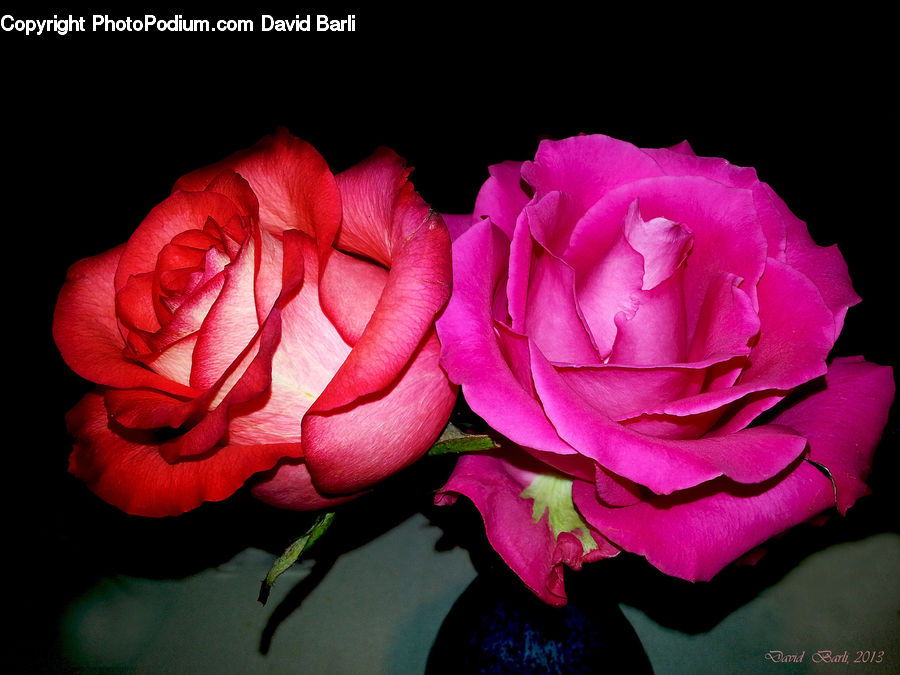 People, Person, Human, Blossom, Flower, Plant, Rose