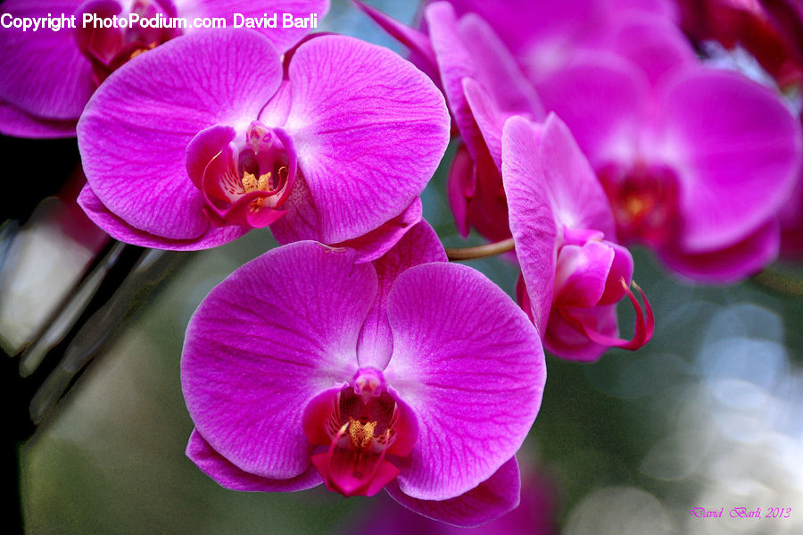 Blossom, Flora, Flower, Orchid, Plant, People, Person