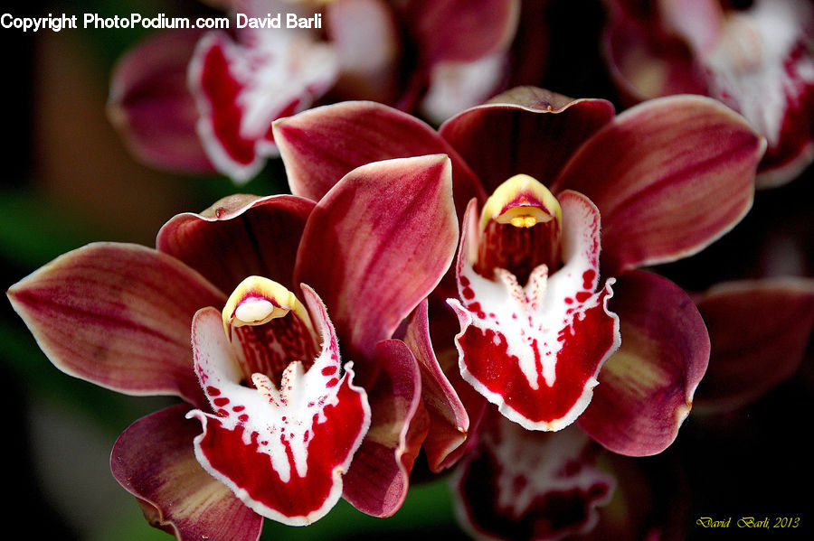 Blossom, Flora, Flower, Orchid, Plant, Tulip, Petal
