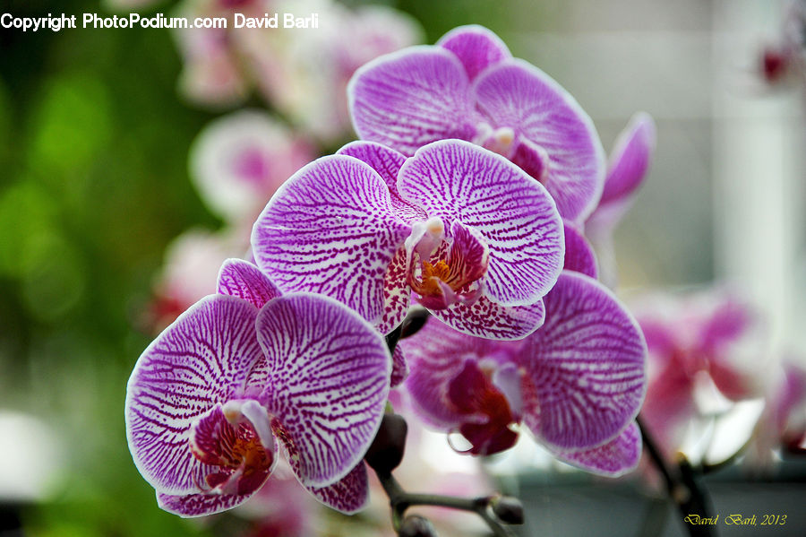 Blossom, Flora, Flower, Orchid, Plant, Geranium, Crocus