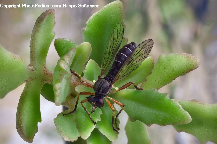 Insect, Invertebrate, Asilidae, Plant, Arachnid, Garden Spider, Spider