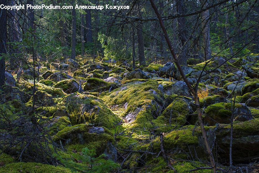 Conifer, Fir, Plant, Tree, Forest, Vegetation, Jungle