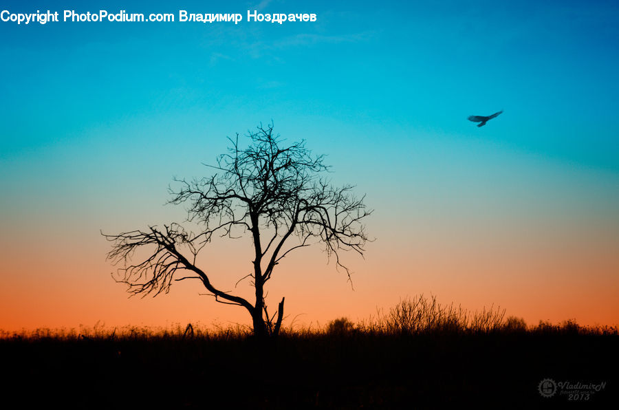 Dawn, Dusk, Red Sky, Sky, Sunrise, Sunset, Plant