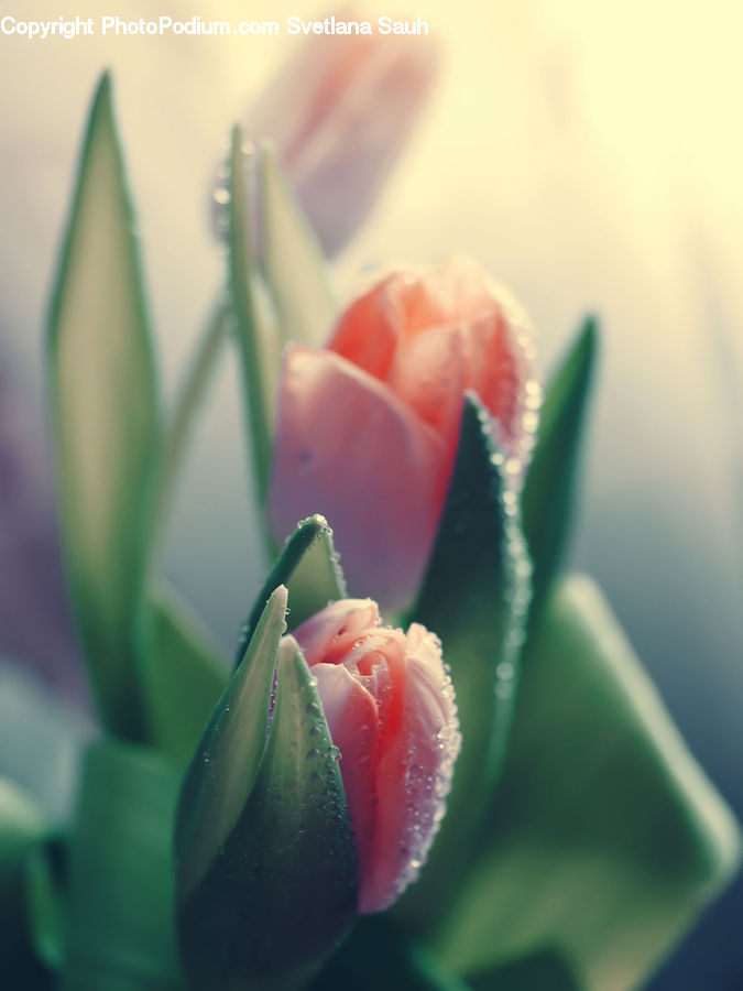 Bud, Plant, Cactus, Blossom, Flora, Flower, Geranium