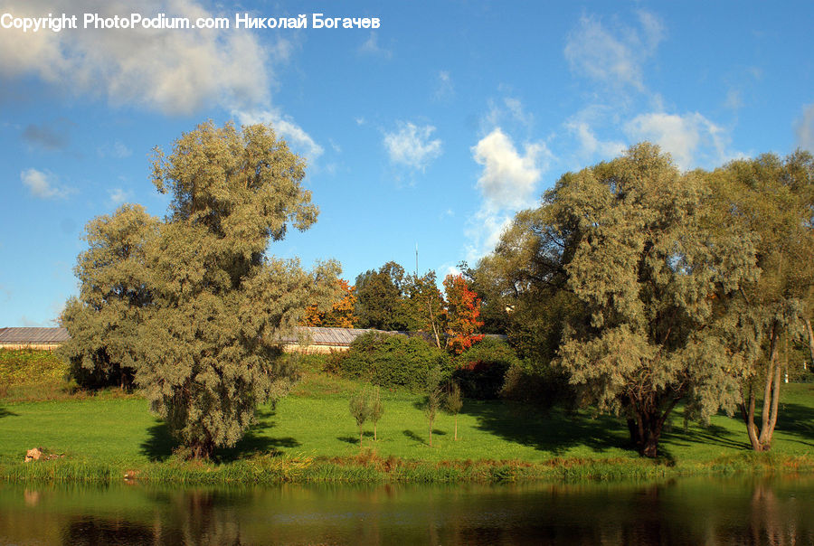 Conifer, Fir, Plant, Tree, Outdoors, Pond, Water