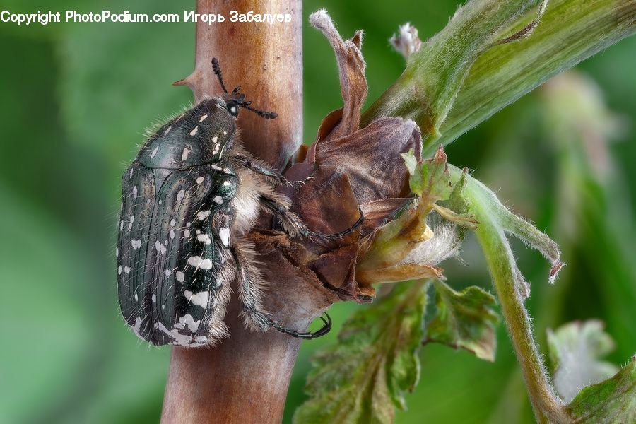 Arachnid, Garden Spider, Insect, Invertebrate, Spider, Apidae, Bee