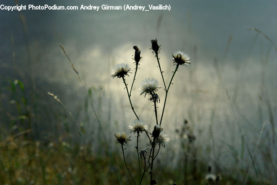 Field, Grass, Grassland, Plant, Weed, Blossom, Flora