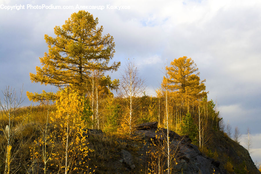 Conifer, Larch, Tree, Wood, Fir, Plant, Field