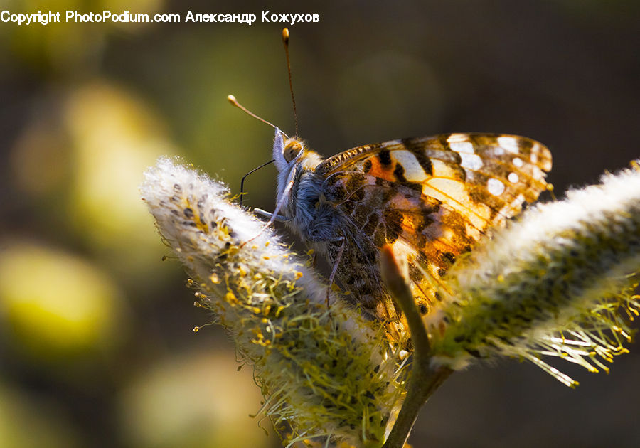 Arachnid, Garden Spider, Insect, Invertebrate, Spider, Bee, Butterfly