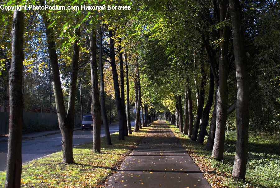 Path, Sidewalk, Walkway, Forest, Vegetation, Boardwalk, Pavement