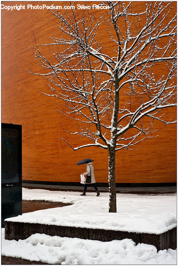 Ice, Outdoors, Snow, Birch, Tree, Wood, Furniture