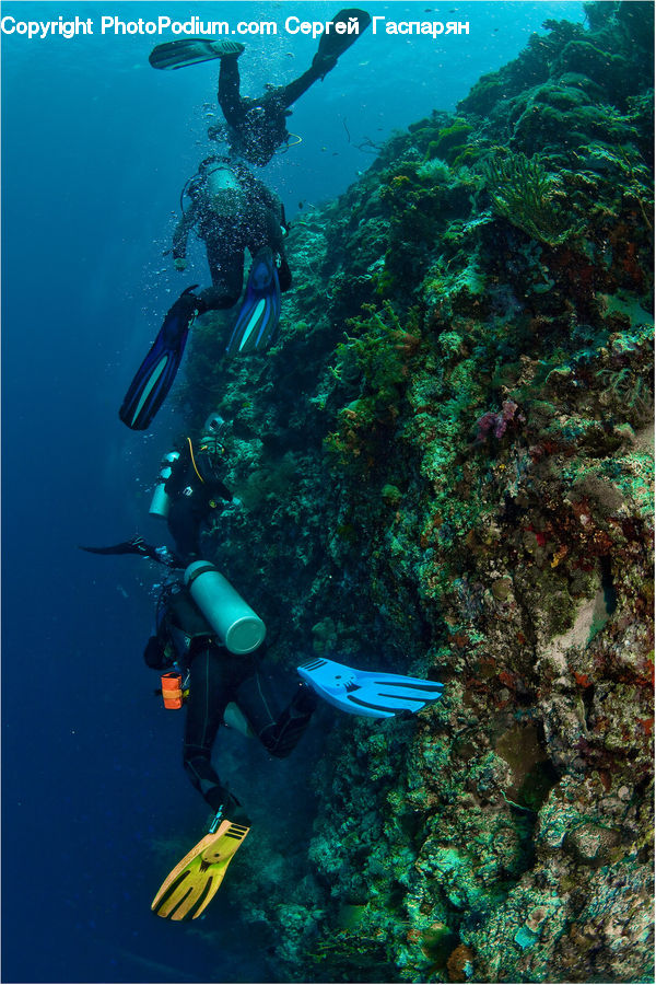 Coral Reef, Outdoors, Reef, Sea, Sea Life, Water, Diver