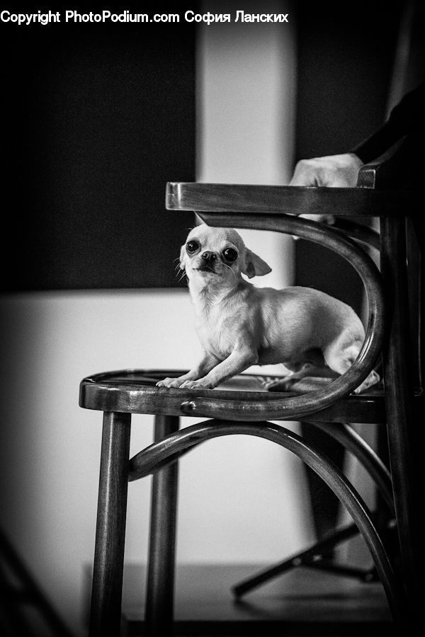 Chair, Furniture, Animal, Canine, Dog, Mammal, Pet