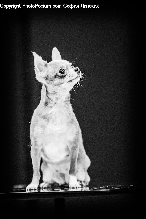 Animal, Adorable, Canine, Dog, Mammal, Pet, Terrier